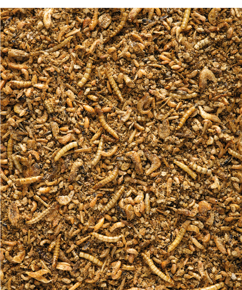 Nutribird Insect Patee 2Kg