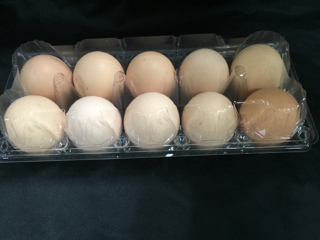 10 Eggs Transparent Chicken Box 