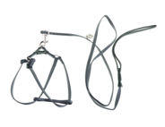 حزام ببغاء حجم كبير  