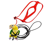 [8606993] حزام ببغاء صغير طوله 184، H5cm